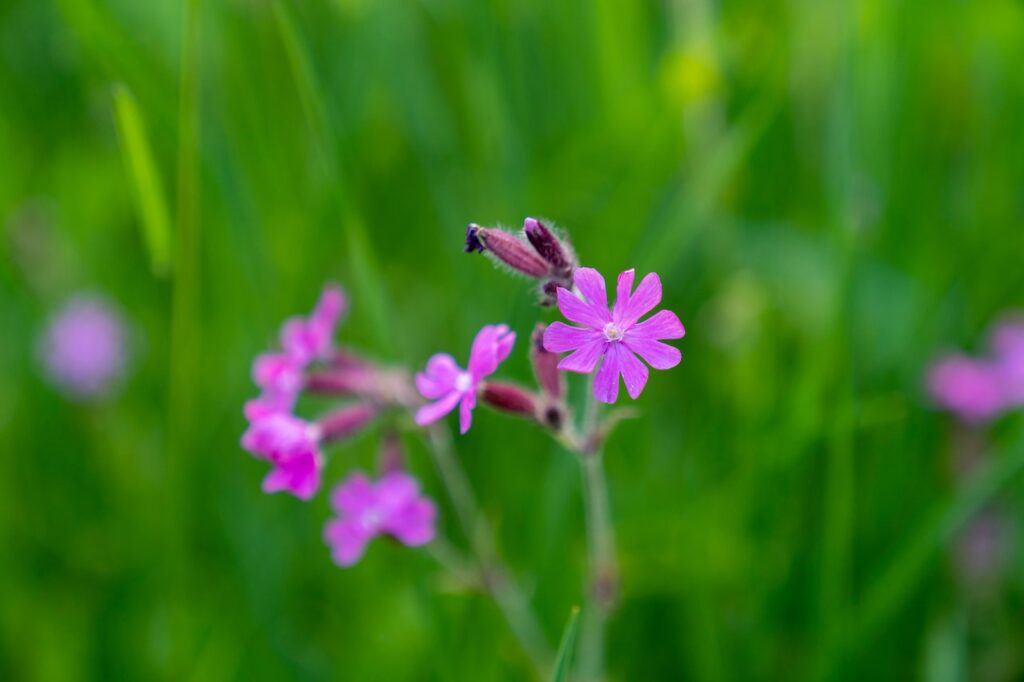 Incredible ways our wildlife adapts to winter in Britain Rempiond Wildlife Matters