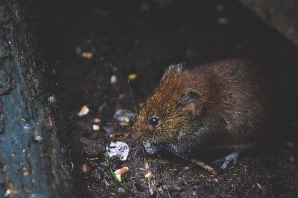 Incredible ways our wildlife adapts to winter in Britain Mouse eating seeds Wildlife Matters