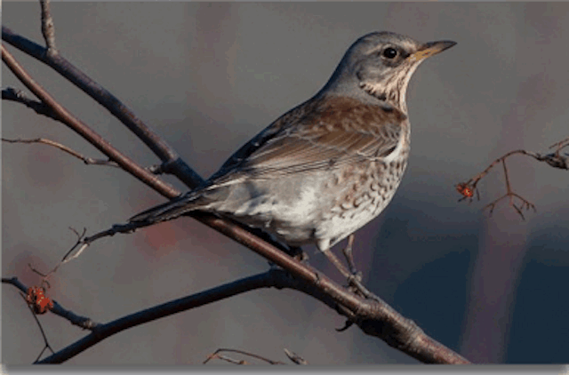 Incredible ways our wildlife adapts to winter in Britain Redwing Wildlife Matters