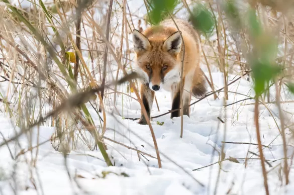 Incredible ways our wildlife adapts to winter in Britain Fox in Snow Wildlife Matters