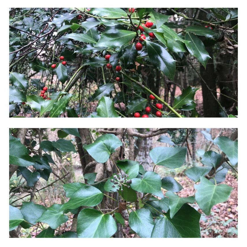 052 Christmas Folklore The Holly and the Ivy