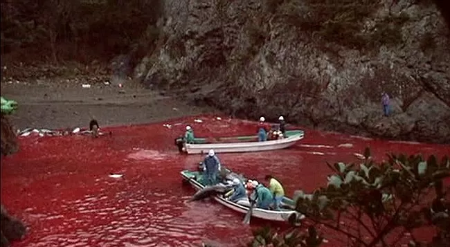 Tne Blood red waters of Taiji Cove Japan
