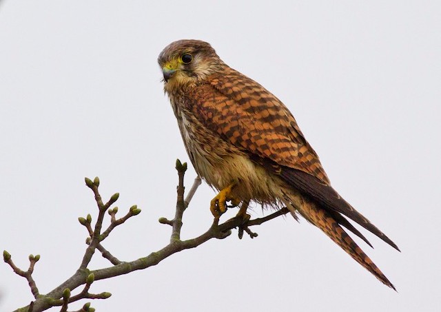 Kestrel, Where Have All The Raptors Gone?, Wildlife Matters 