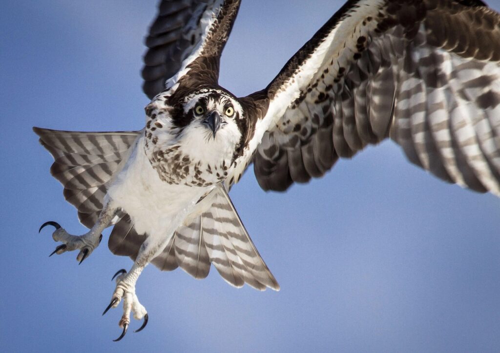 Osprey, Where Have All The Raptors Gone?, Wildlife Matters 