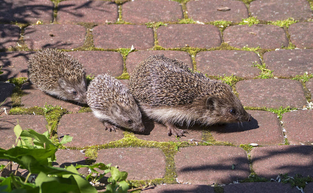 Hoglets All About Baby Hedgehogs Wildlife Matters