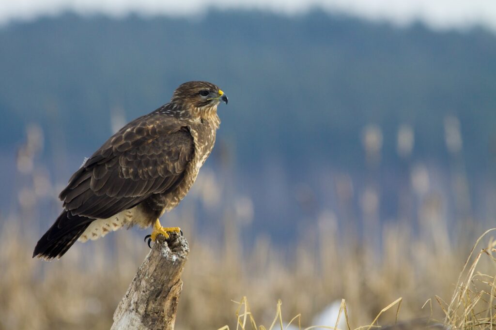 Buzzard, Where Have All The Raptors Gone?, Wildlife Matters 