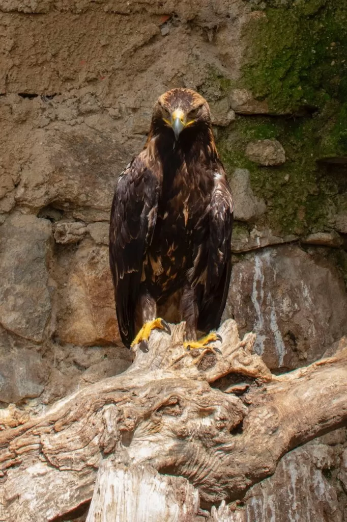 Golden Eagle,Where Have All The Raptors Gone?, Wildlife Matters 