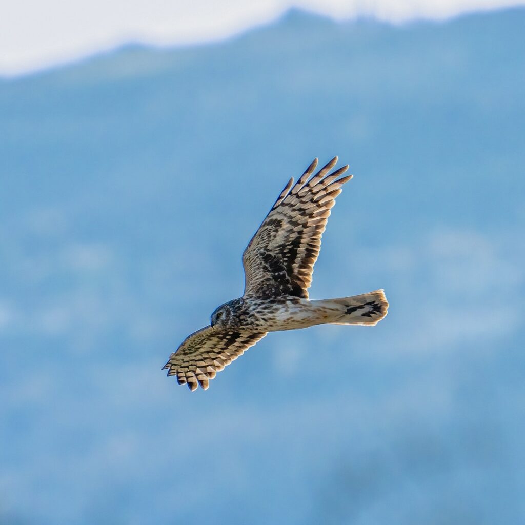 Hen Harrier, Where Have All The Raptors Gone?, Wildlife Matters 