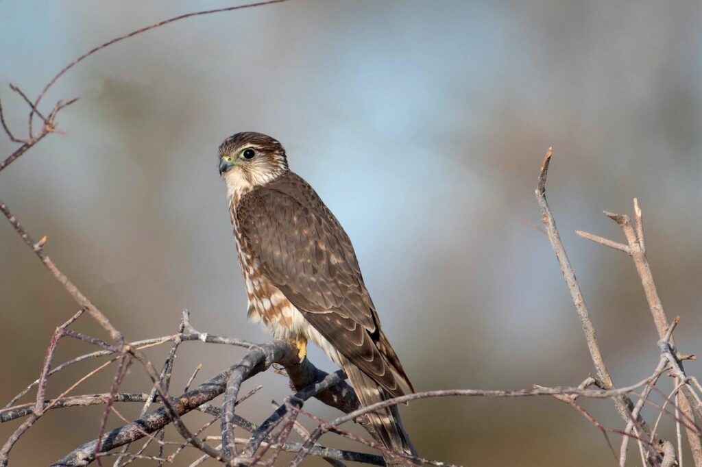 Merlin, Where Have All The Raptors Gone?, Wildlife Matters 