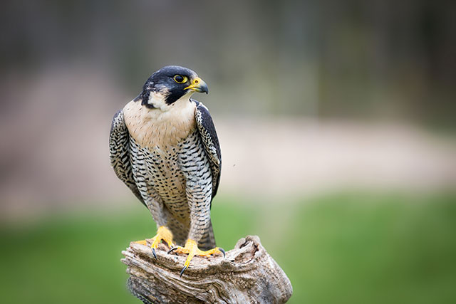 Peregrine falcon,  Where Have All The Raptors Gone?, Wildlife Matters 