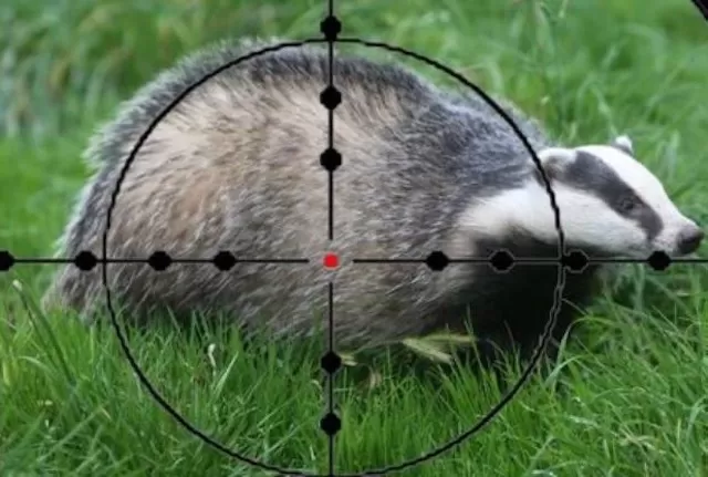 060 – Why is the British Government Killing Badgers?