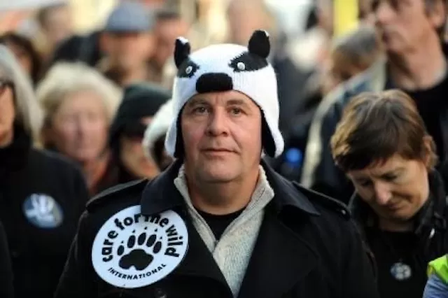 Badger Cull Badger Culls Badger Target British Government Why is the British Government Still Killing Badgers? Wildlife Matters Truth about the Badger Culls