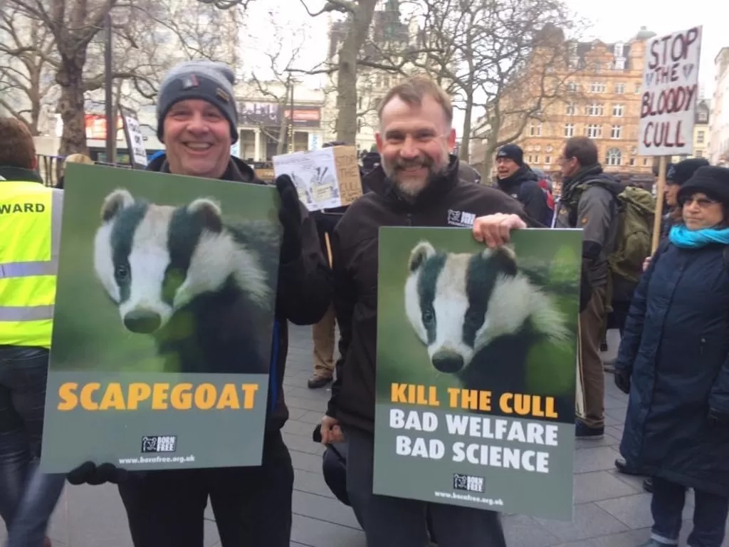 Badger Cull Badger Culls Badger Target British Government Why is the British Government Still Killing Badgers? Wildlife Matters Truth about the Badger Culls
