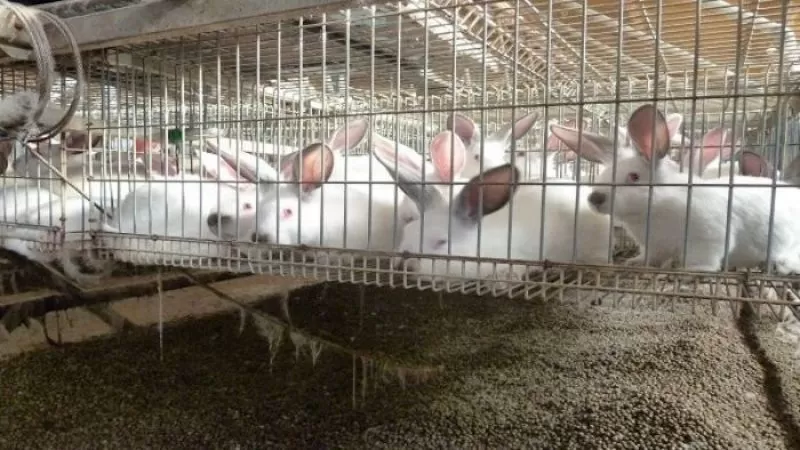 Fur Farm Cage Rabbits The Tragic Truth About Fur Farms Why We Must Stop Wearing Fur Wildlife Matters