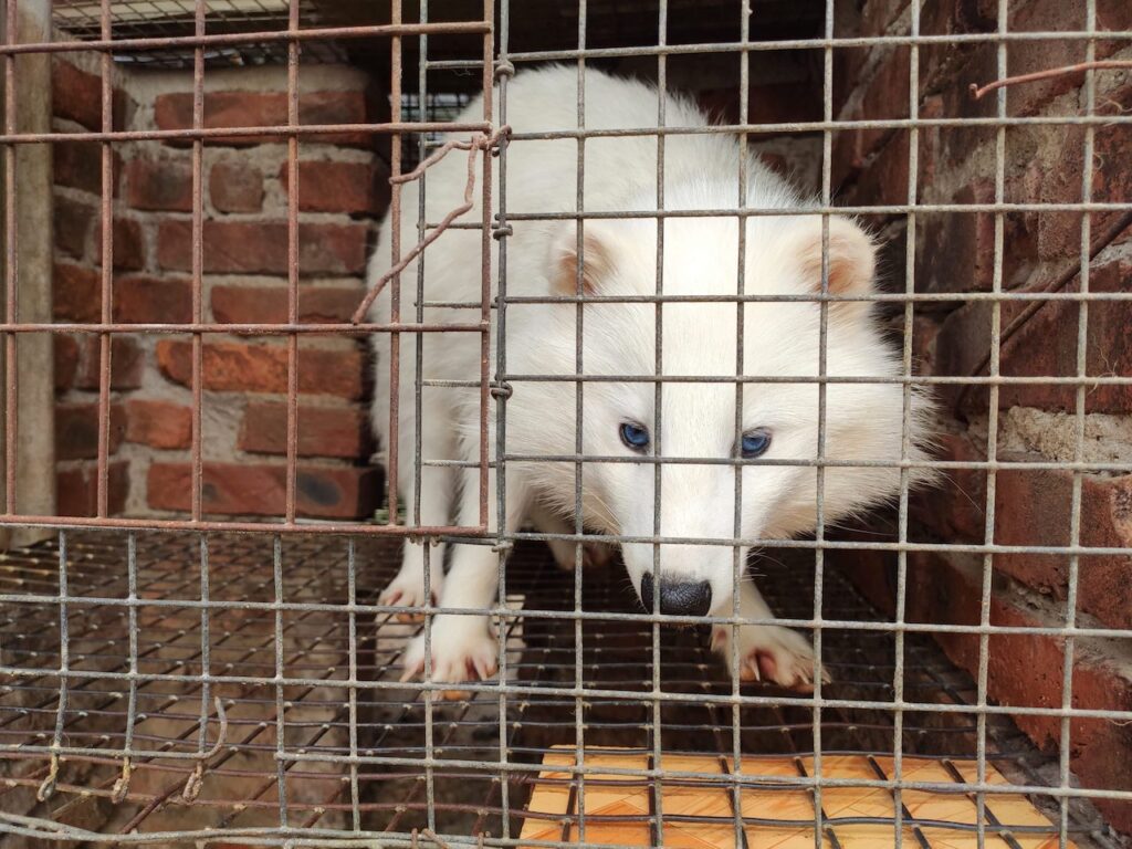 Fur Farm Cage Fox The Tragic Truth About Fur Farms Why We Must Stop Wearing Fur Wildlife Matters