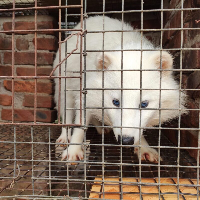 059 The Tragic Truth About Fur Farms