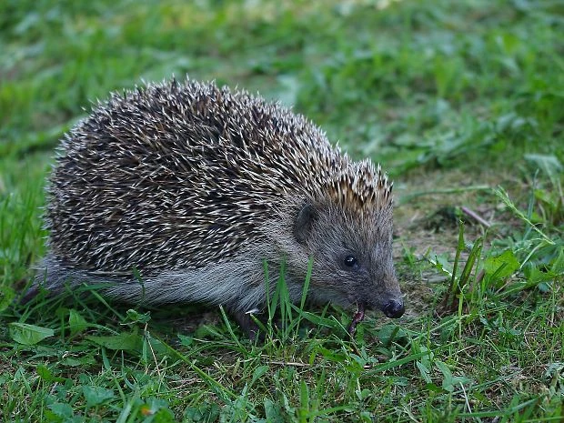 Southern White Breasted Hedgehog Hedgehogs Around the World Wildlife Matters Blog Wildlife Matters Article