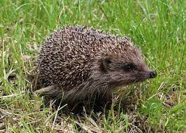 Northern White Breasted Hedgehog Hedgehogs Around the World Wildlife Matters Blog Wildlife Matters Article