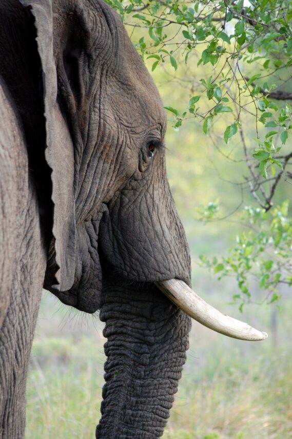 062 The Bloody Ivory Trade