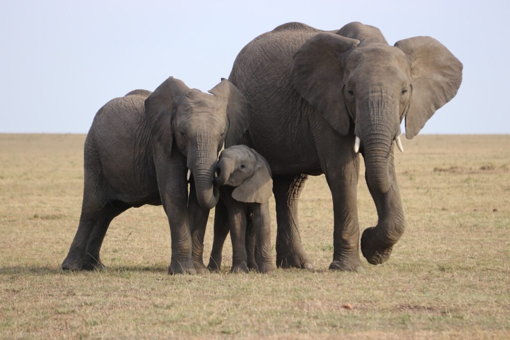 Wild Elephants Wildlife Matters The Bloody Ivory Trade