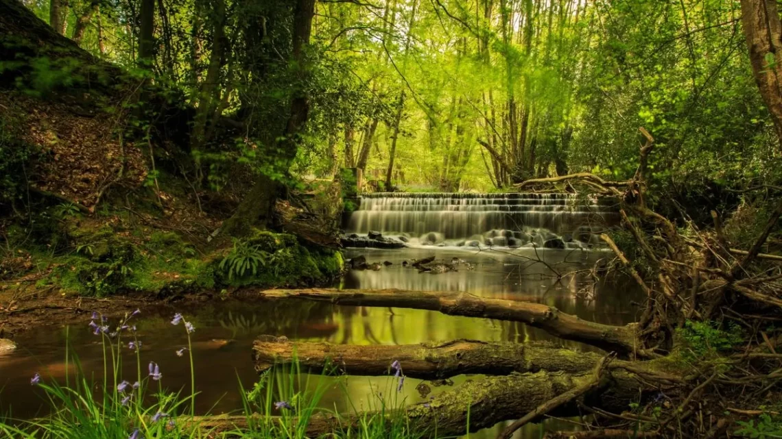 067 Britain’s Rarest Woodland Plants Part One