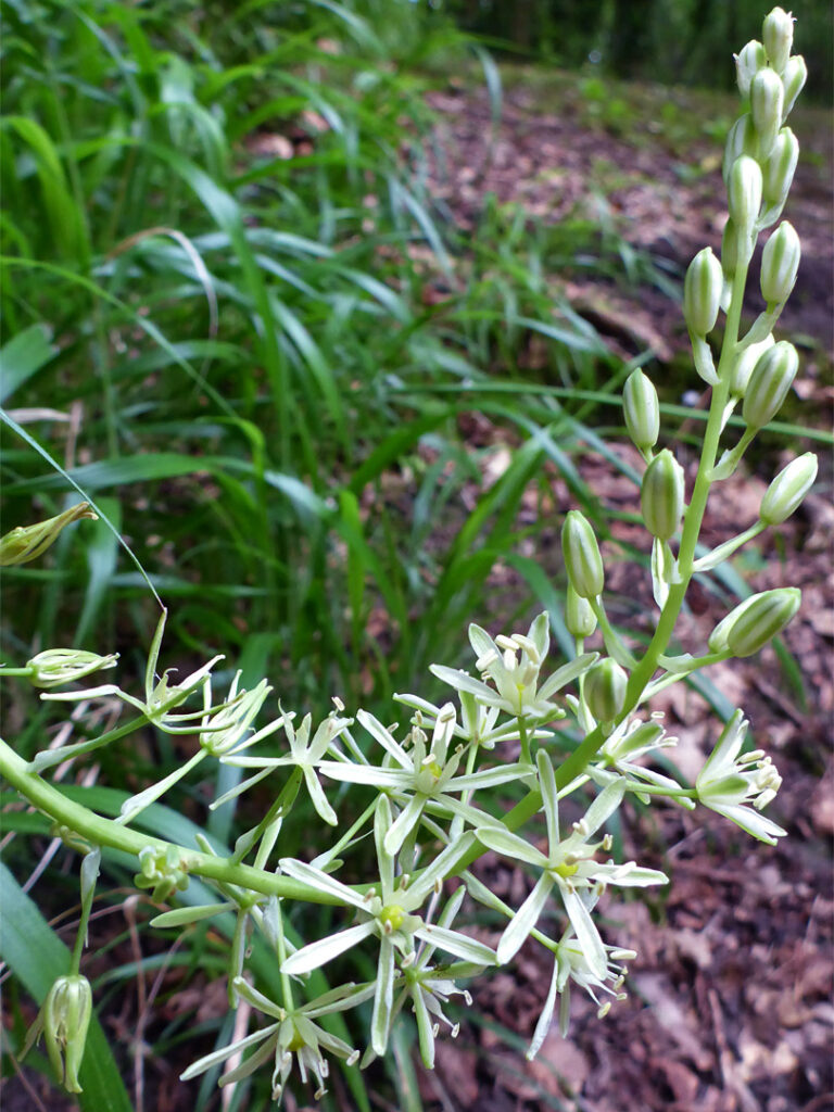 Spiked Star of Bethlehem Woodland Wildflower also known as Bath Asparagus
