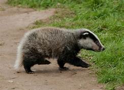 009 All About Badgers – A Winter’s Tale