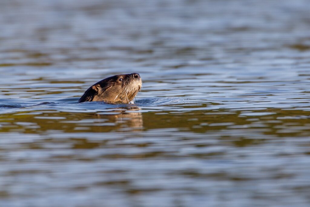 Wild Otter Galloway