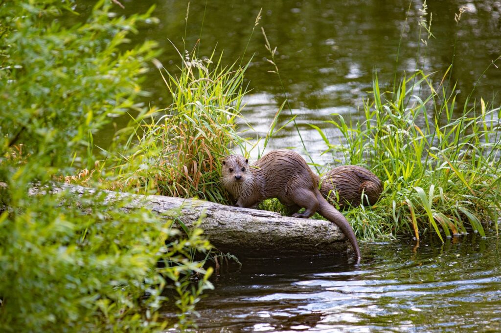 Wild Otters Wood of Cree