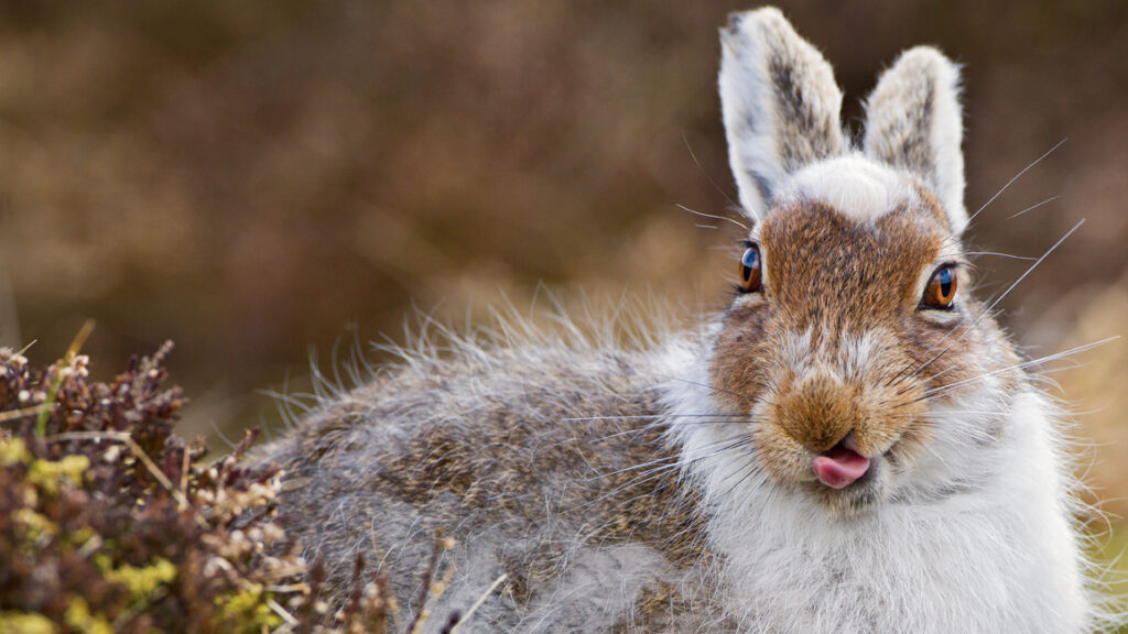 Grouse Moor Conservation Is it for Real? Wildlife Matters Investigates Driven Grouse Shooting Upland Moors Shooting Estates Game Shooting Heather Burning Peat burning Roation Burning