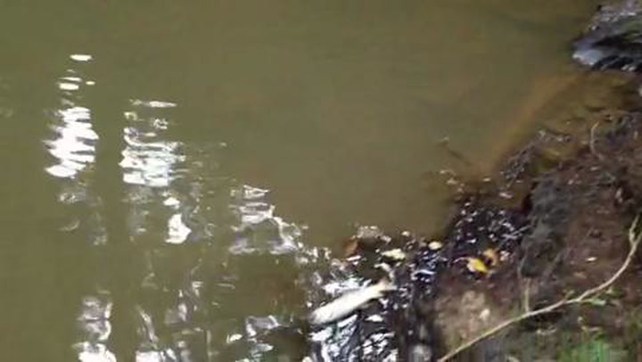 UK River Pollution Why are our Rivers dying? Wildlife Matters Raw Sewage in Rivers