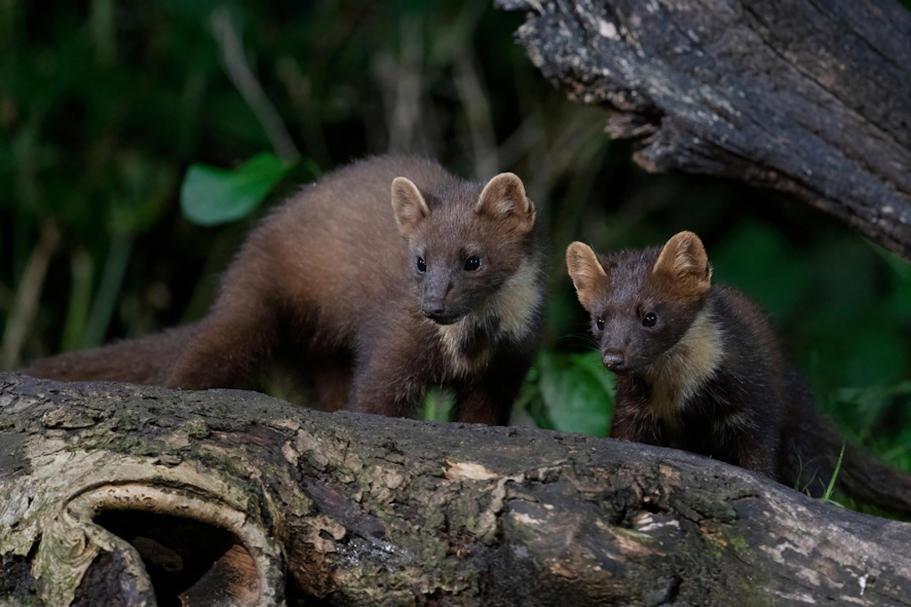 065 – A Night with Pine Martens