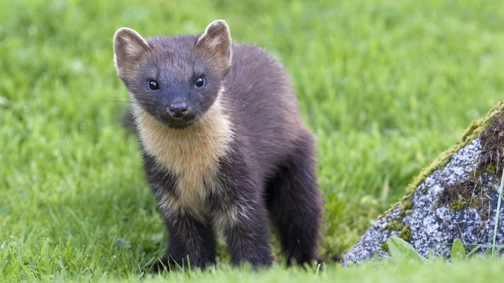 A Night with the Pine Martens Wildlife Matters
