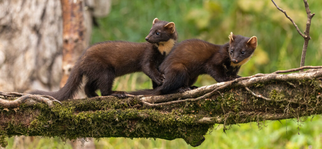 A Night with the Pine Martens Wildlife Matters
