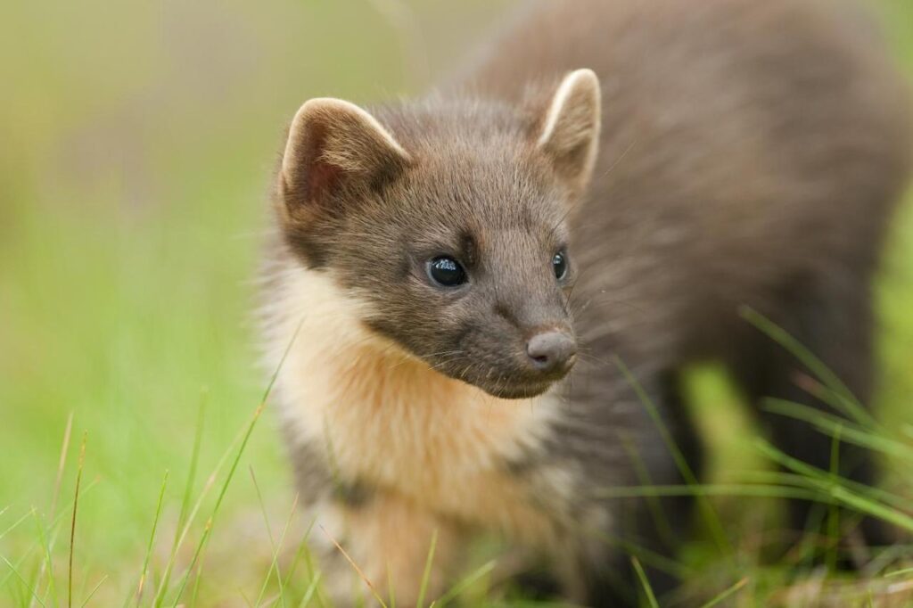 A Night with the Pine Martens Wildlife Matters