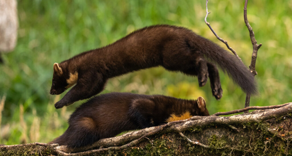 A Night with the Pine Martens Wildlife Matters