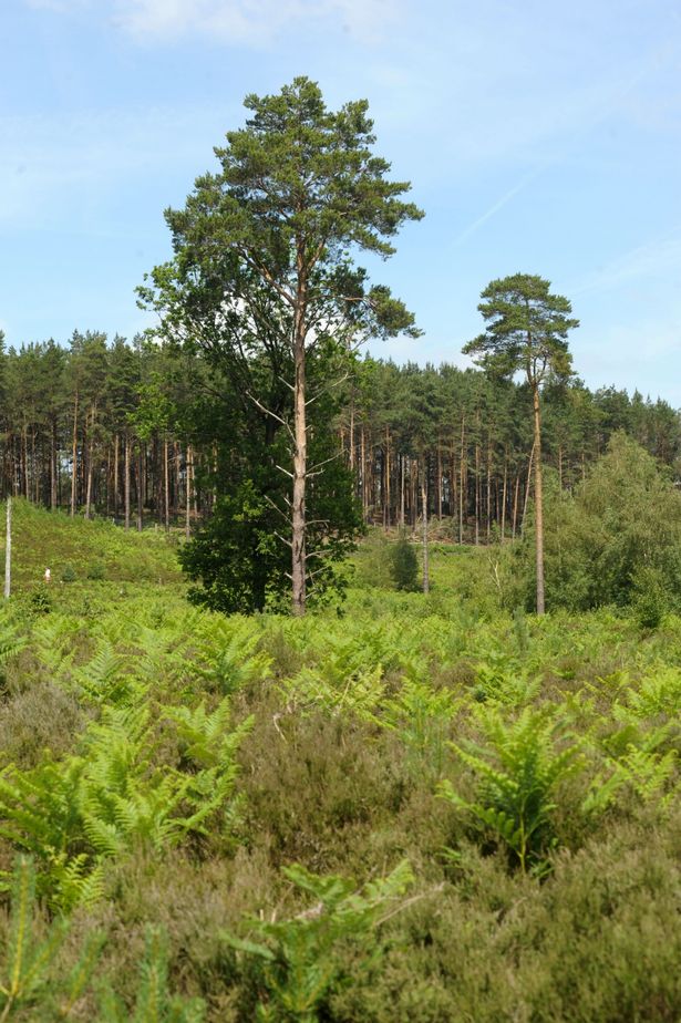 Bourne Wood Tilford Surrey