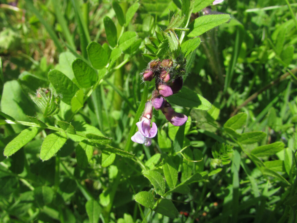 Common Vetch Woodland Wildlflower Walk Wildlife Matters