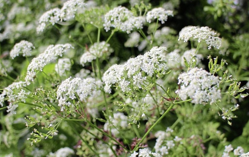 Summer Wildflower Walk, Summer Walk. Wildflowers, Summer Wildflowers, Wildlife Matters, Nature Walks, Wildlife Walks, Cow Parsley