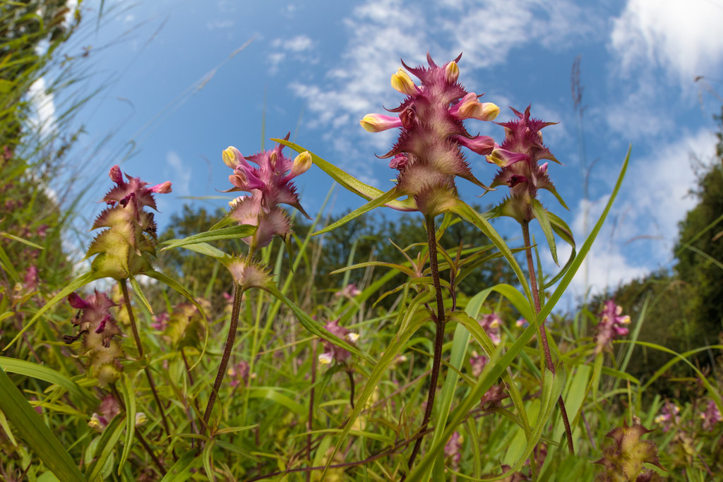 Crested Cow Wheat Woodland Wildflower