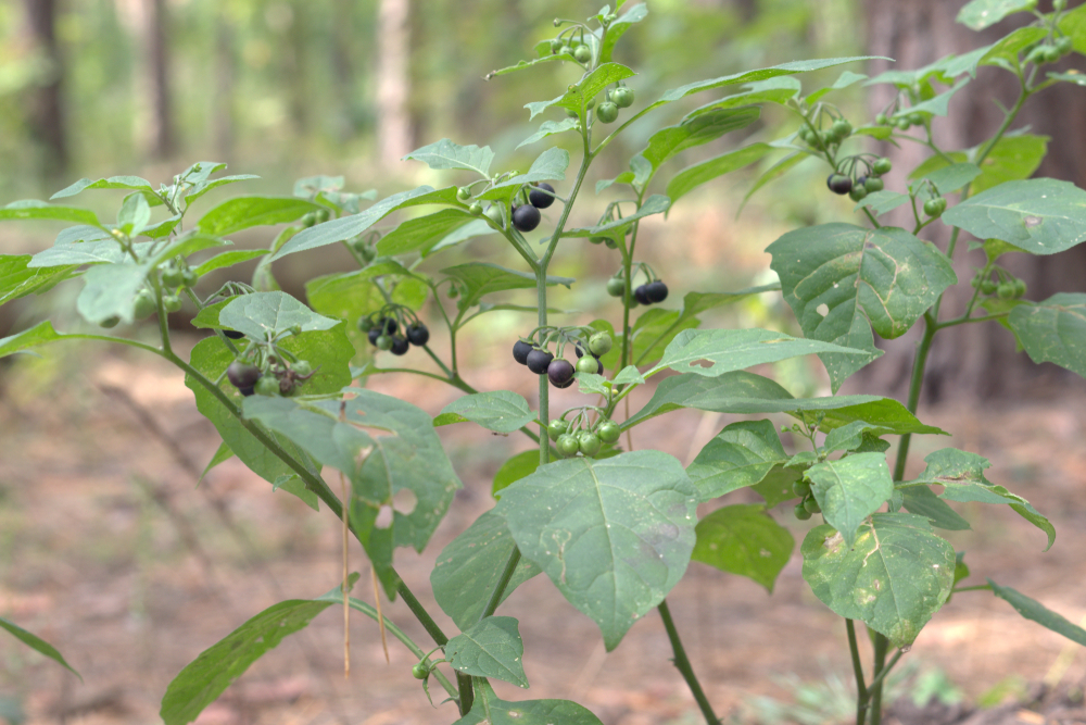Deadly Nightshade Woodland Wildflower Walk Wildlife Matters