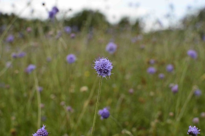 Summer Wildflower Walk, Summer Walk. Wildflowers, Summer Wildflowers, Wildlife Matters, Nature Walks, Wildlife Walks, Devil's Bit Scabious