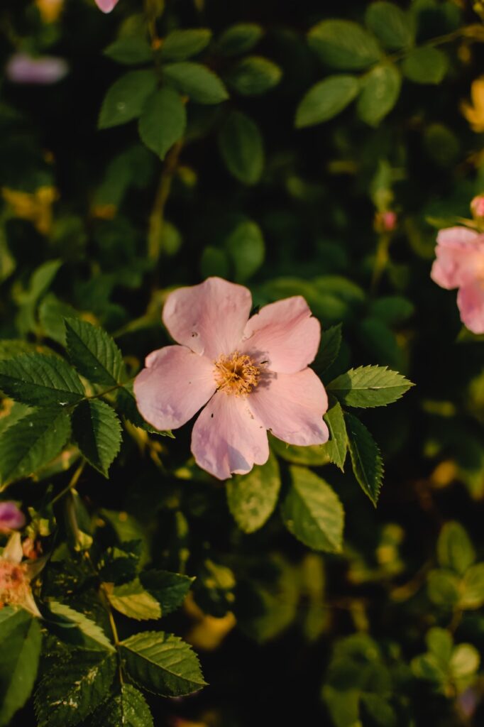 Dog Rose Wild Rose Woodland Wildflower Walk Wildlife Matters