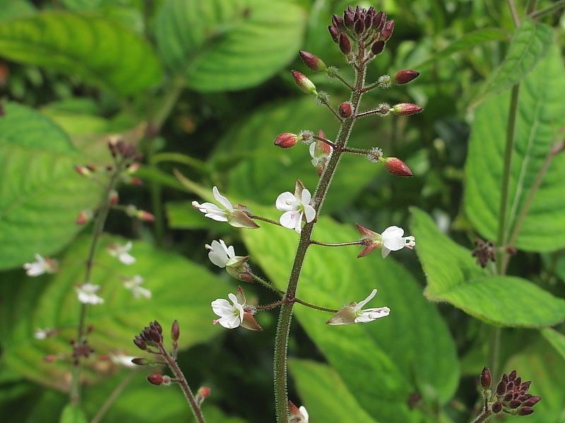 Enchanters Nightshade Woodland Wildflower Walk Wildlife Matters