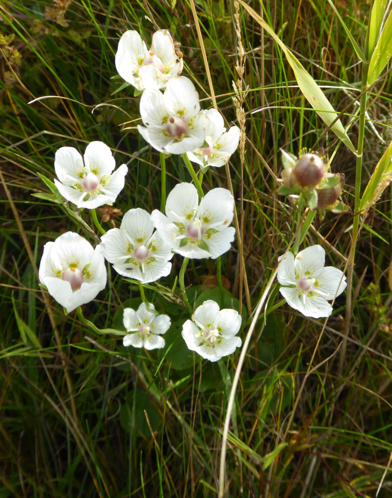 Summer Wildflower Walk, Summer Walk. Wildflowers, Summer Wildflowers, Wildlife Matters, Nature Walks, Wildlife Walks, Grass of Parnassus