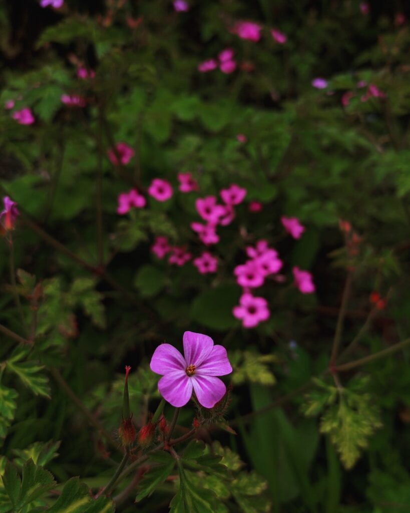 Herb Robert Woodland Wildflower Walk Wildlife Matters