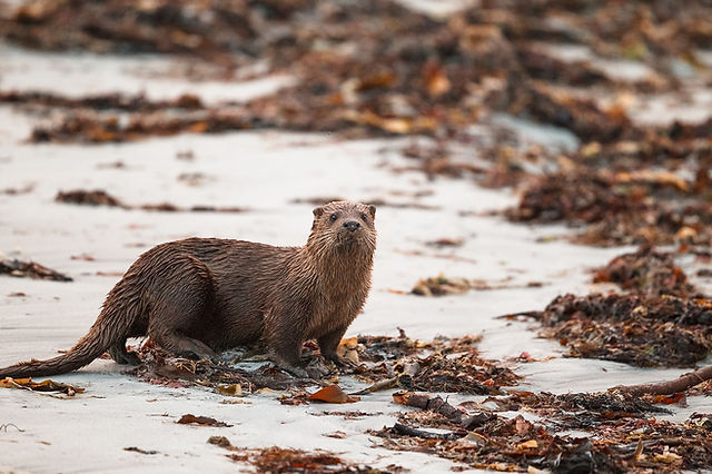 066 A day watching Otters