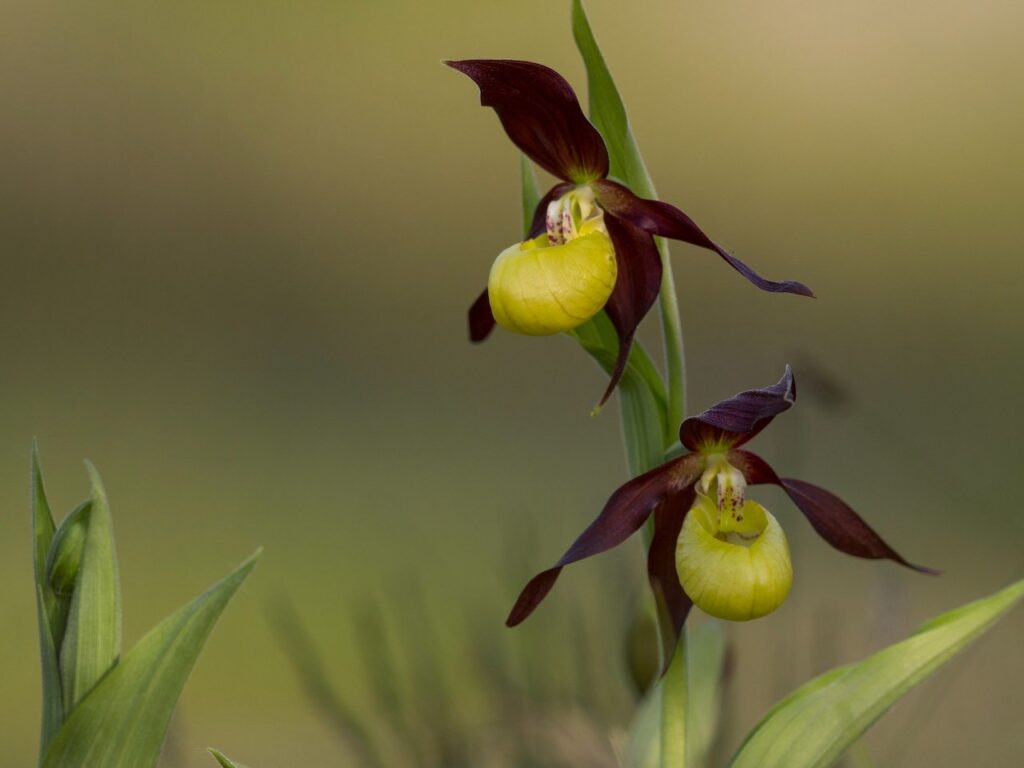 Lady Slipper Orchid Woodland Wildflower