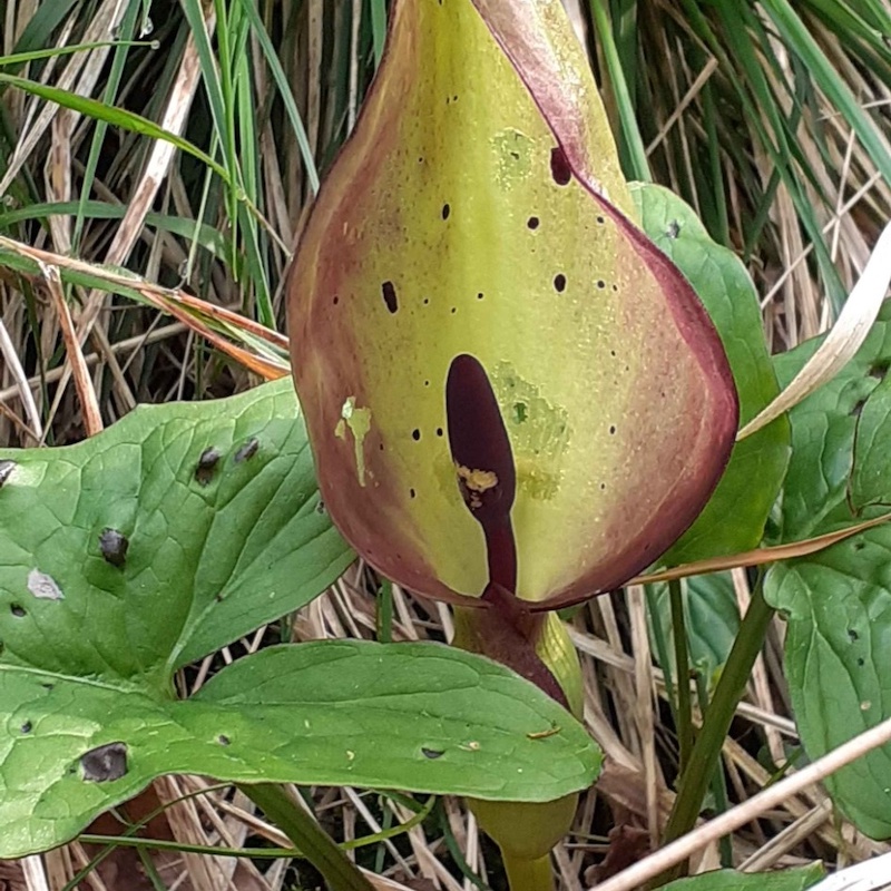Lords and Ladies Woodland Wildflower Walk Wildlife Matters
