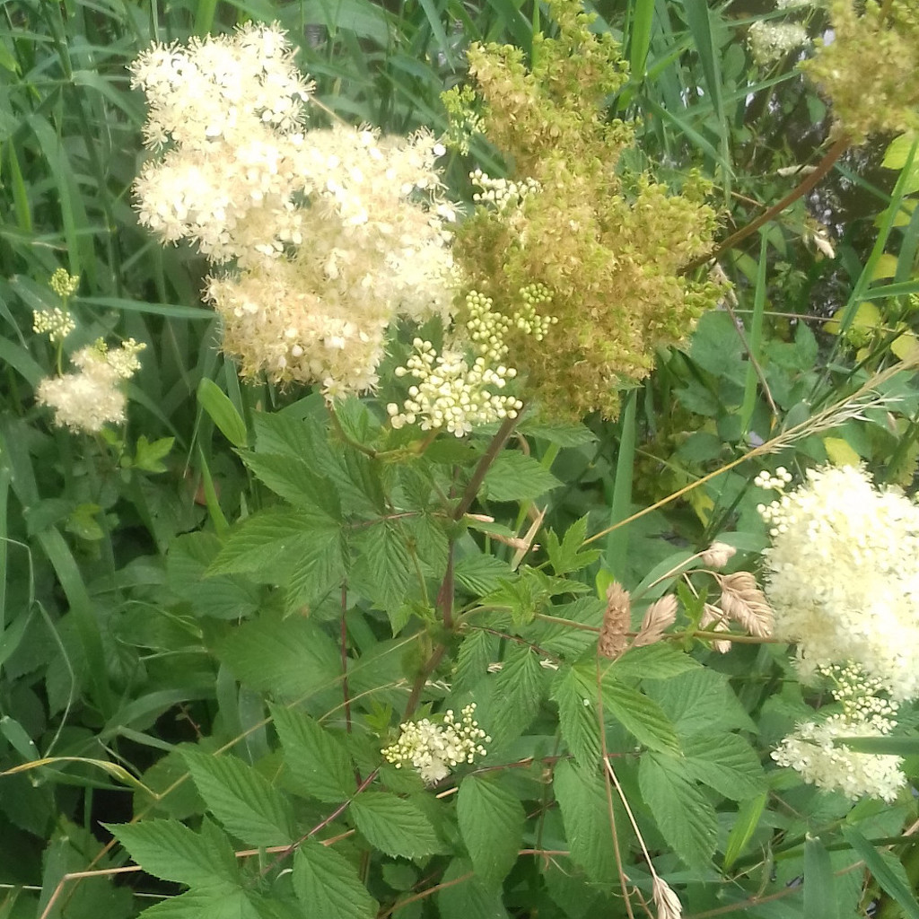 Meadowsweet Woodland Wildflower Walk Wildlife Matters